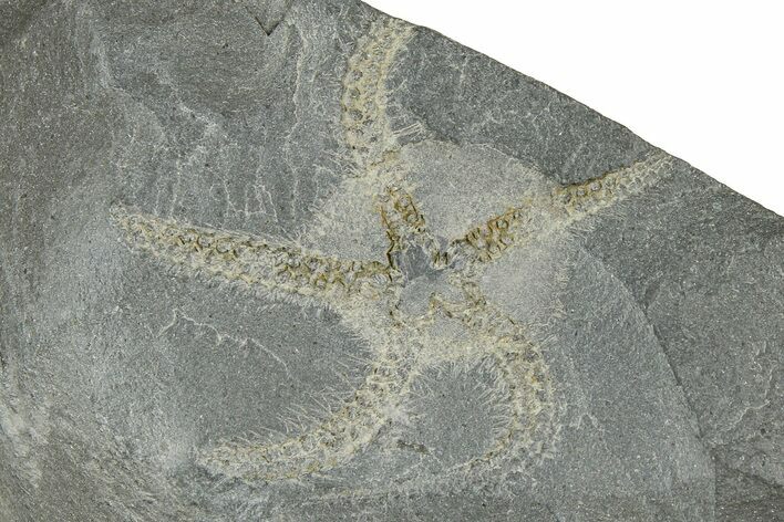 Ordovician Brittle Star (Ophiura) - Morocco #365266